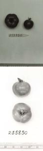 Click for 1 image(s) for this accession. FRUIT